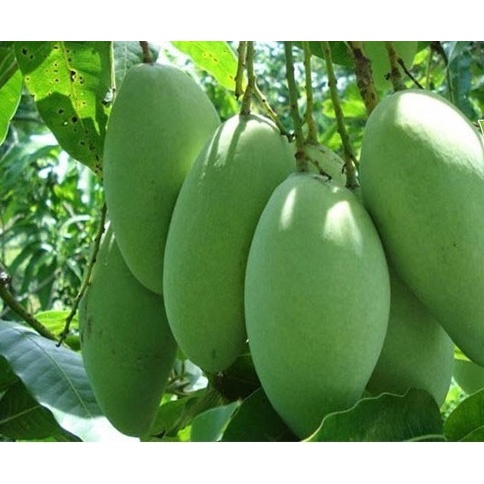 Cây giống Xoài Thái Lan