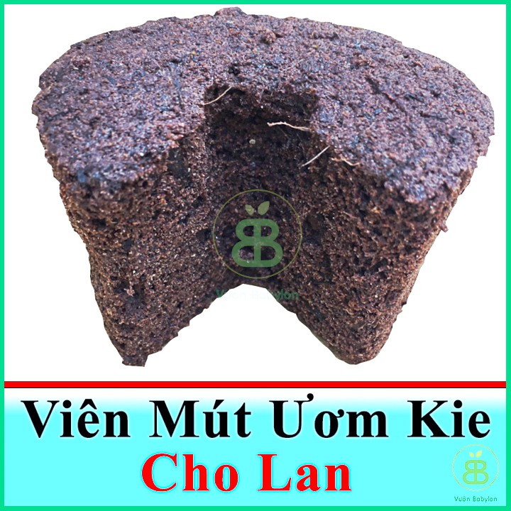 Viên Mút Ươm Kie Hữu Cơ Dành Cho Hoa Lan Phi Điệp Peatmoss Hà Lan