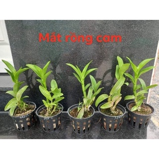 HOA LAN DENRO MẮT PHỤNG