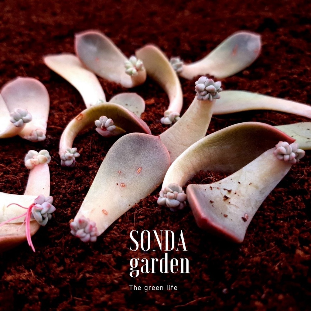 5 lá mầm sen đá hồng quế SONDA GARDEN, xuất xứ Đà Lạt, khoẻ đẹp, lỗi 1 đổi 1