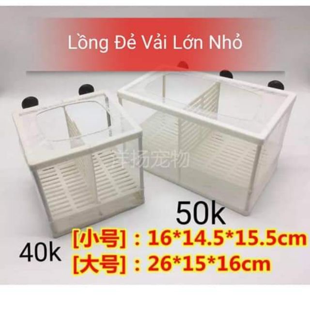 Lồng đe vải nhỏ