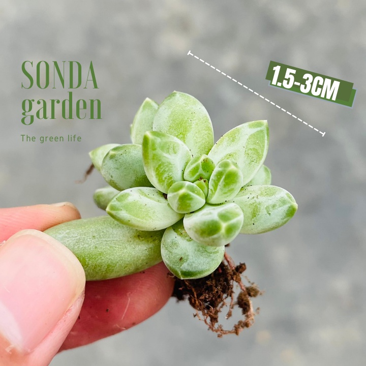 Mầm sen đá kim cương SONDA GARDEN, xuất xứ Đà Lạt, khoẻ đẹp, lỗi 1 đổi 1