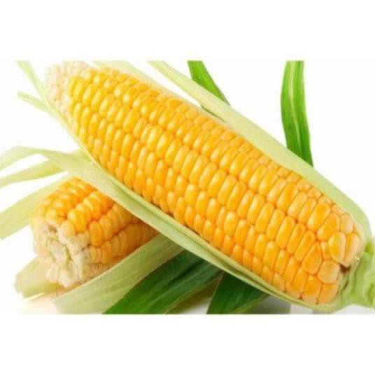 Hạt giống bắp mỹ ( ngô ngọt )30 hạt