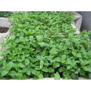 Hạt Giống Húng Bạc Hà - 100 Hạt
