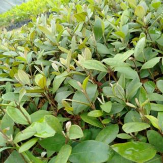 Cây giống sim ăn quả