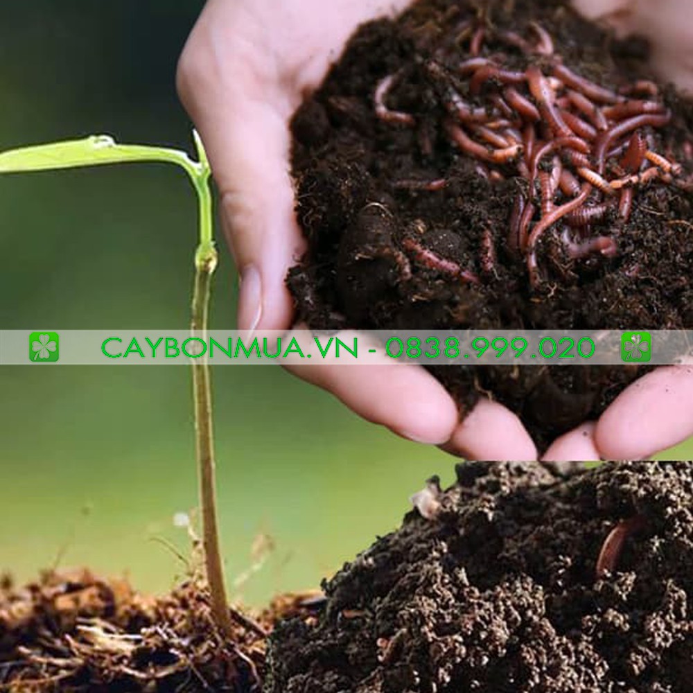 [Mua 7 tặng 1-250gr] Phân trùn quế đã qua xử lý có chất chống nấm dùng cho cây ăn quả, ăn trái, các loại rau củ.