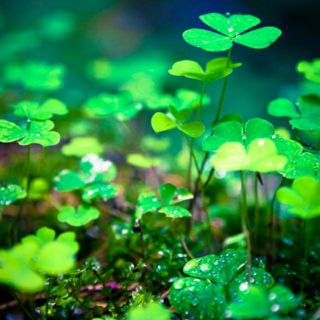 Cỏ 3 lá cỏ may mắn cây rau bợ  cỏ chân vịt làm giống dễ trồng