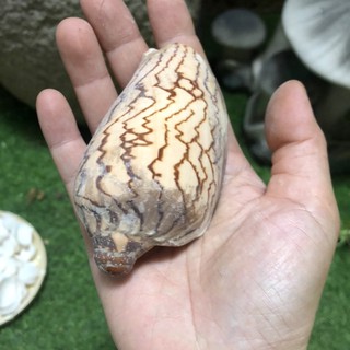 Vỏ ốc biển, vỏ ốc đá cỡ từ 8cm đến 10cm