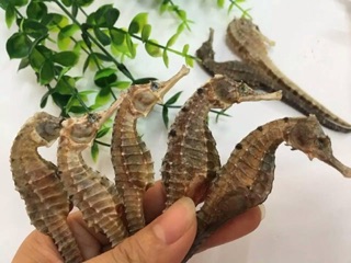 Cá ngựa nha trang