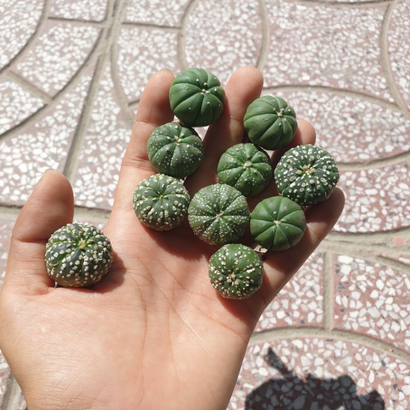 Combo 10 bé xương rồng asterias hoa vàng size 2cm+
