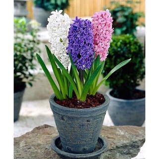 Củ Hoa Tiên Ông Giá Sỉ (10 củ )
