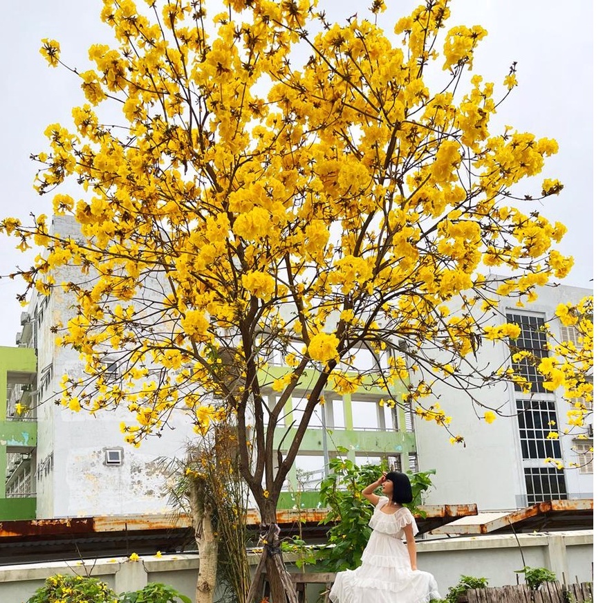 Hạt giống cây phong linh vàng - 10 Hạt - STHGT
