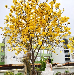 Hạt giống cây phong linh vàng - 10 hạt - sthgt