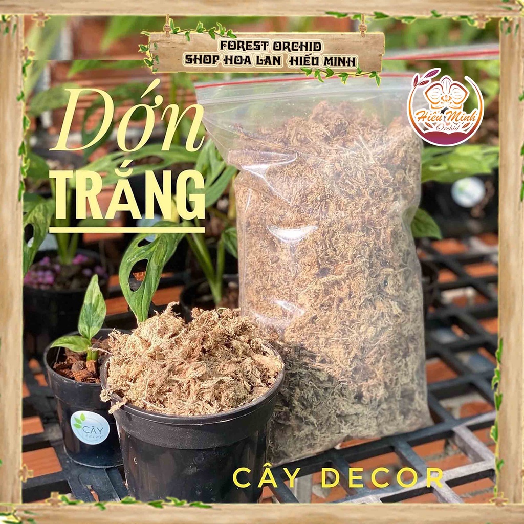 Dớn trắng Chile giá rẻ  chất trồng Hoa Lan cực tốt