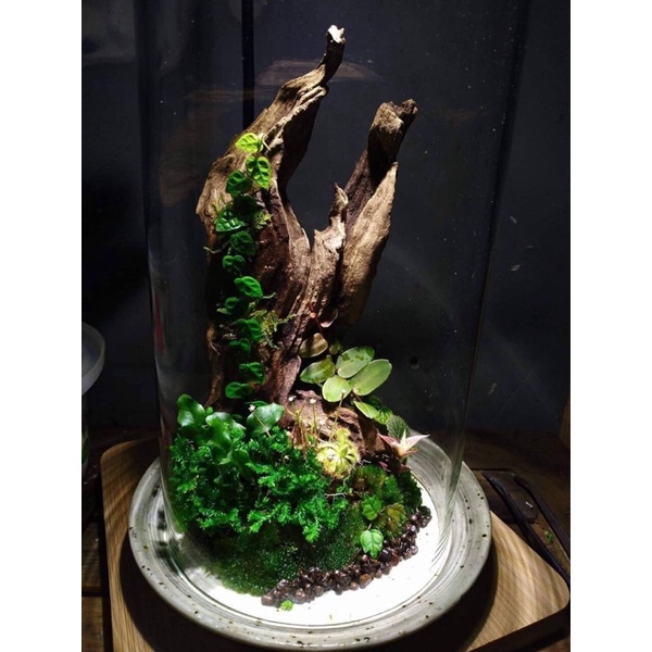 Lũa gỗ, lũa tạo bố cục, set hồ bán cạn, terrarium hồ cá nhỏ...