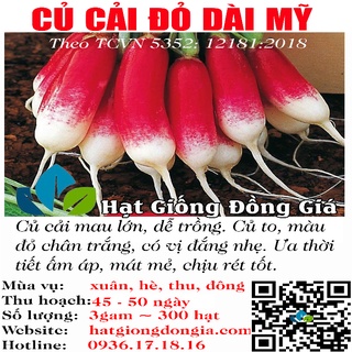 300 hạt giống củ cải đỏ dài , nửa trắng đỏ