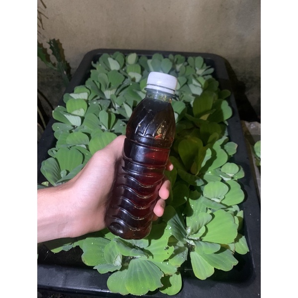 Nước lá bàng tăng đề kháng cho cá cảnh