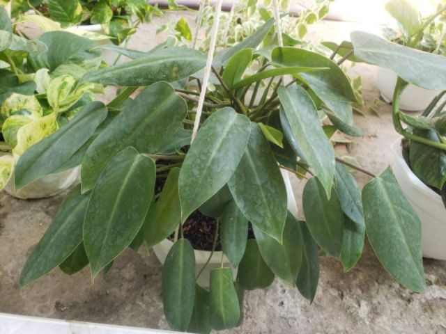 Trầu Bà Tỉ Phú