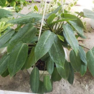Trầu Bà Tỉ Phú