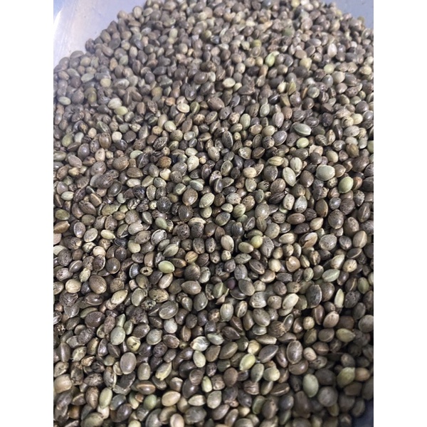 Hạt láng dài, láng tròn dành cho chim yến, vẹt - gói 500gr