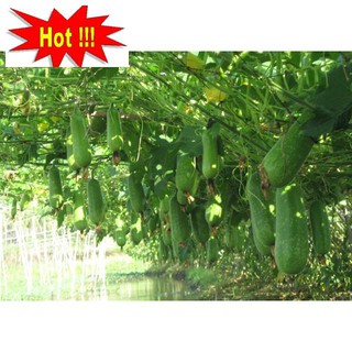Hạt giống Bí đao lai