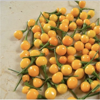 HẠT GIỐNG ỚT PERU CHARAPITA mắc nhất thế giới