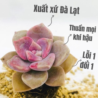 Sen đá hồng mập size mini thuần khí hậu, siêu xinh, siêu khỏe lỗi 1 đổi 1 - vườn sen đá