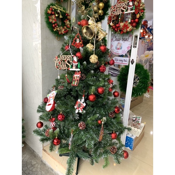 Cây Thông noel đủ kích cỡ ảnh tự chụp