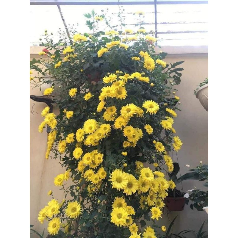 🍀Cúc Rủ Vàng Bông To 🍀