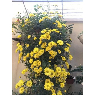 🍀Cúc Rủ Vàng Bông To (4-5 cây)🍀