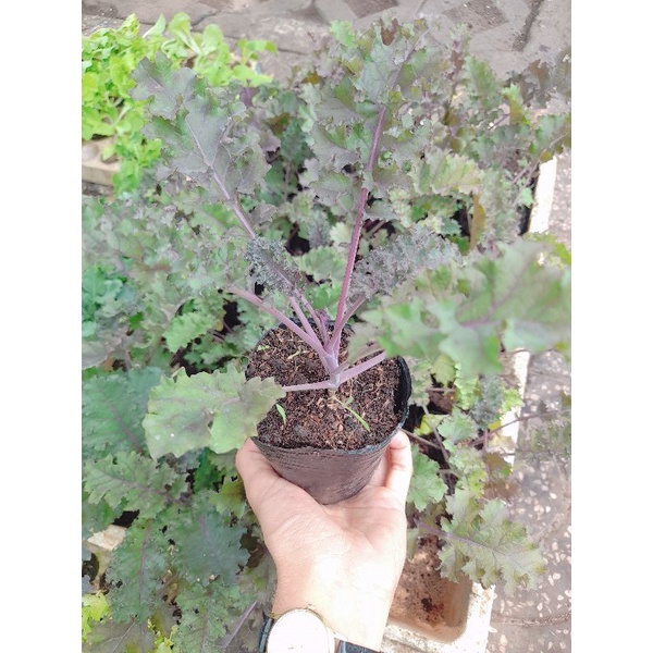 Cây giống cải kale xoăn xanh, xoăn tím, khủng long xanh ươm bầu, giao hảo tốc tp HCM