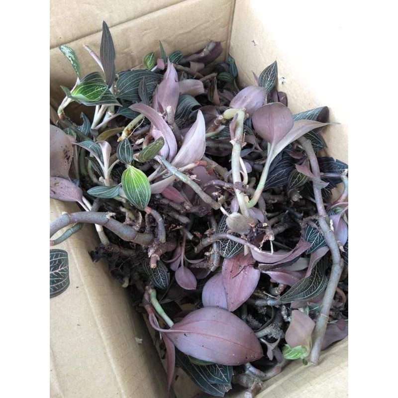 LAN KIM TUYẾN HÀNG TRỒNG 100GR