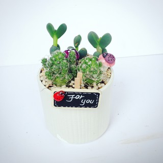 Full set: xương rồng trứng chim, sen đá lá tim, chậu sứ Bát Tràng