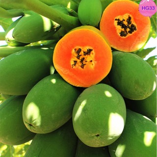 10H - HẠT GIỐNG ĐU ĐỦ RUỘT ĐỎ