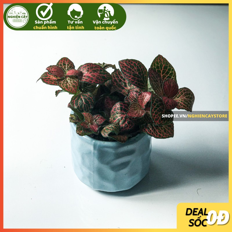 Cây cẩm nhung, lá may mắn nhiều màu (Fittonia)