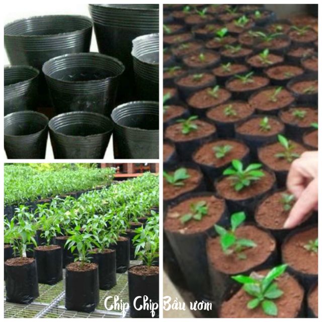 Bầu Ươm Cây