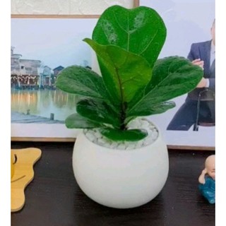 Cây bàng sing [Kèm chậu sứ+ đá trắng] [ Sale ]