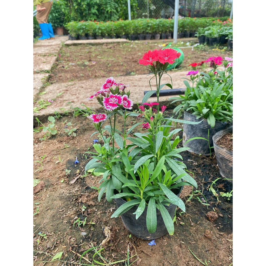 Cây Hoa Cẩm Chướng trồng bịch đen  Dễ Sống, Bền Hoa cây thích hợp trang trí sân vườn, cảnh quan.