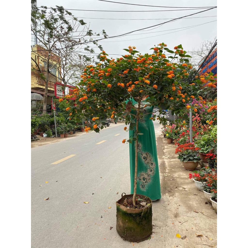 Cây Ngũ Sắc Dáng Tree Hoa Quanh Năm Siêu Đẹp 355sd
