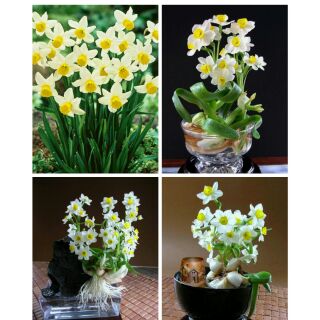 Củ giống hoa thủy tiên