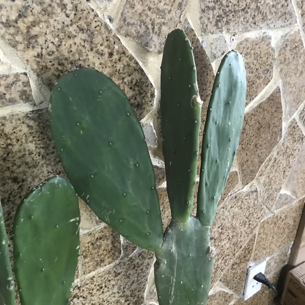 Cây Xương Rồng Tai Thỏ Không Gai Cao từ 75cm - 1000cm Loại 2 Thân 3 Tai.
