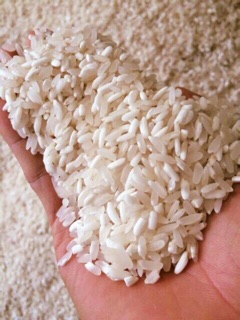 Gạp nếp nương Điện Biên