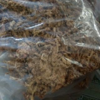 Dớn Chile trồng Lan 100g