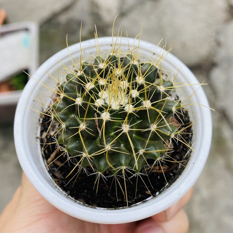 XƯƠNG RỒNG SẦU RIÊNG GAI VÀNG LONG LANH TUYỆT ĐẸP