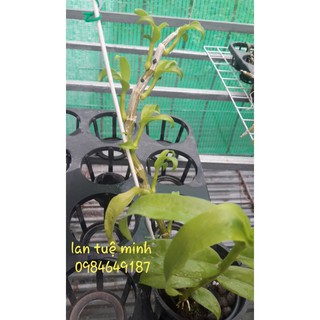 {GIÁ TẬN GỐC} Keo Liền Sẹo cây Mỹ Morrison 100g