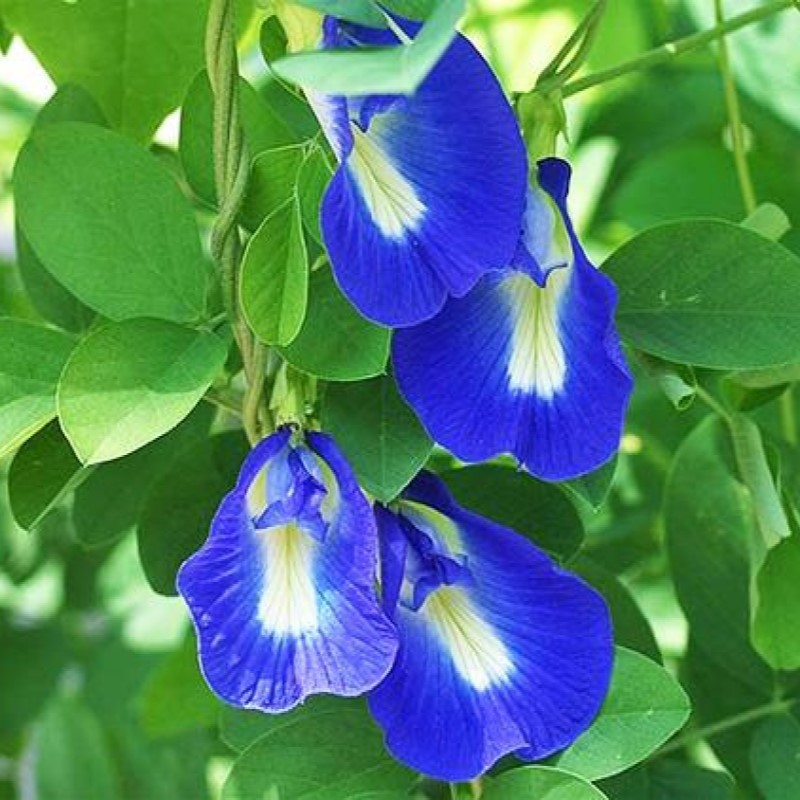 [50 HẠT] Hạt giống Hoa Đậu Biếc Dễ Trồng, Hoa Nhiều, Trồng Quanh Năm