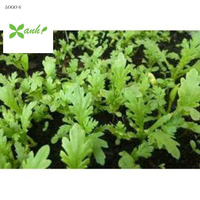 Hạt giống Cải Cúc 50 hạt