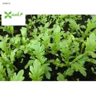 Hạt giống cải cúc 50 hạt