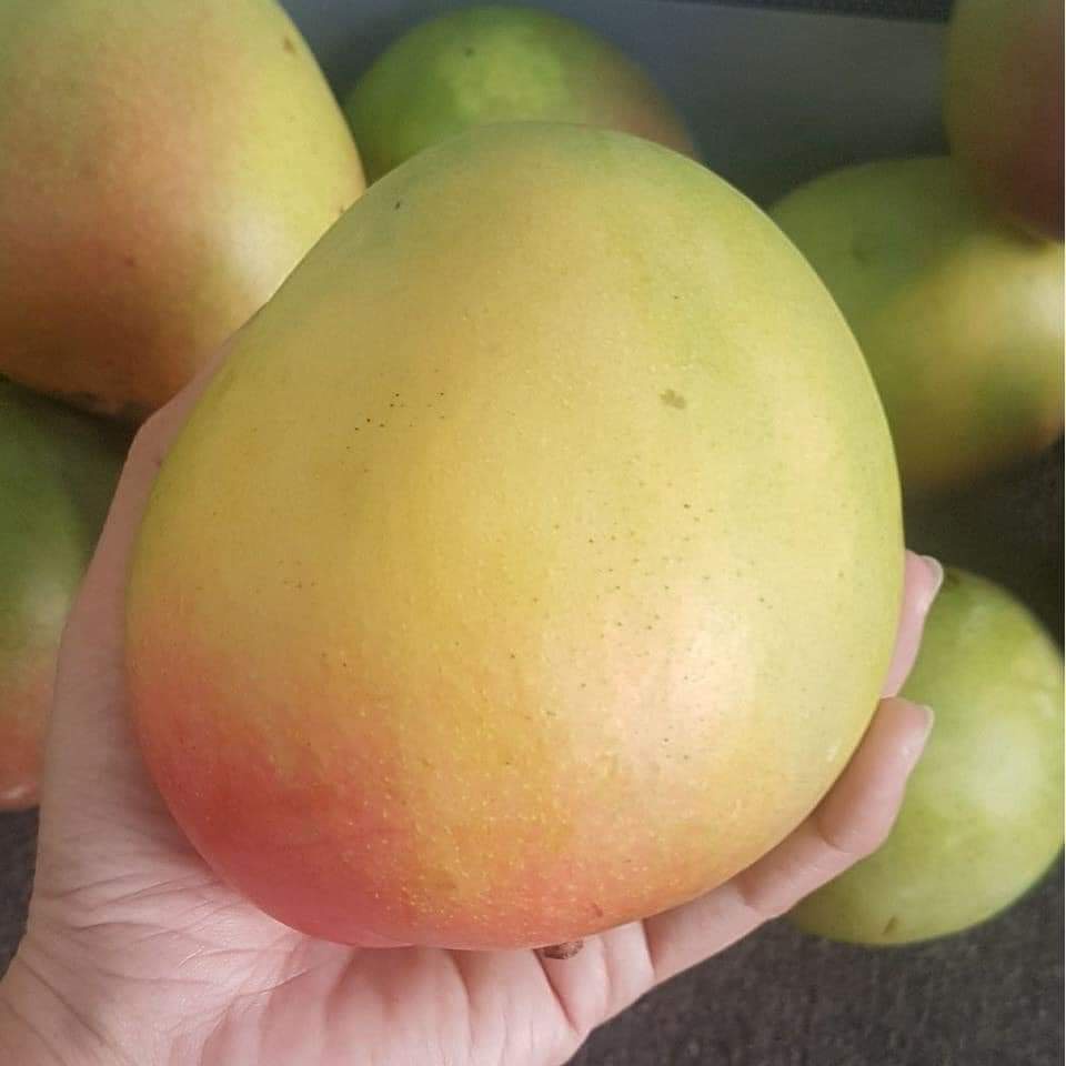 CÂY GIỐNG XOÀI ÚC SIÊU TRÁI ( CHUẨN GIỐNG)