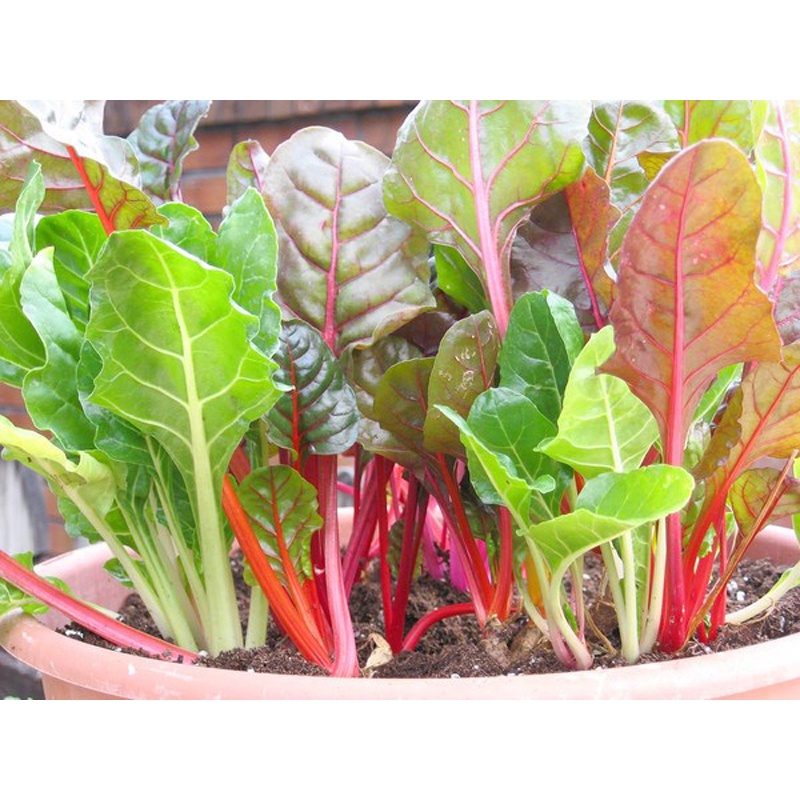 100H - #Hạt_Giống_Cải_Cầu_Vồng